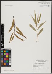 Foto von Salix acmophylla Boiss.